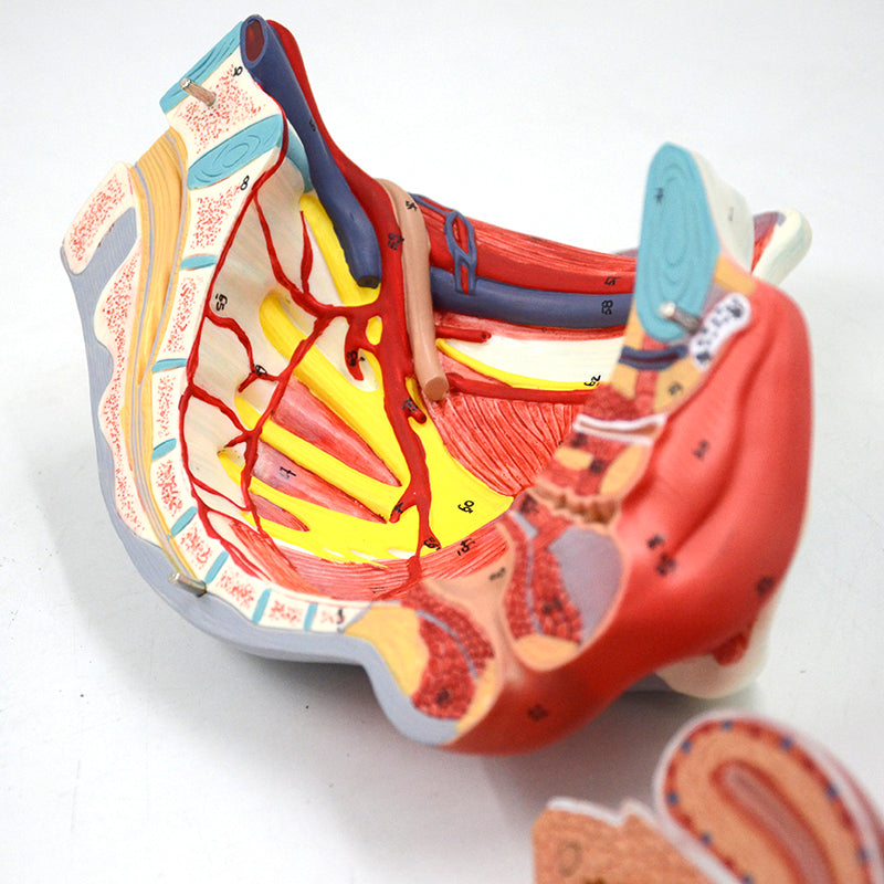 Load image into Gallery viewer, Female Pelvis with Ligaments, Muscles, & Nerves, 4 Parts