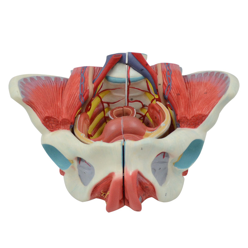 Load image into Gallery viewer, Female Pelvis with Ligaments, Muscles, & Nerves, 4 Parts