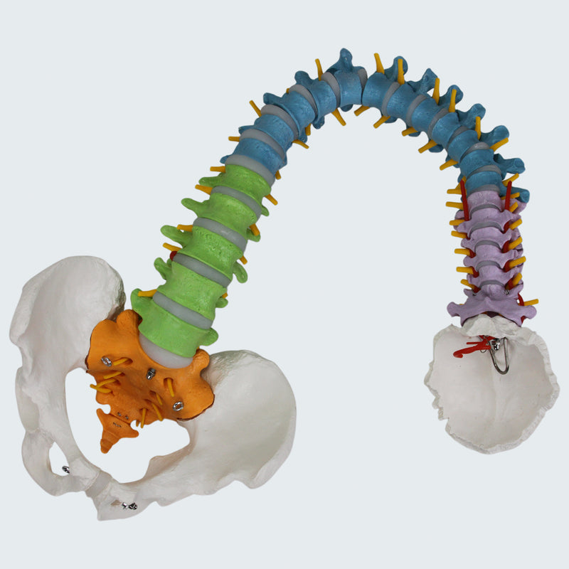 Load image into Gallery viewer, Flexible Spine with Femur Heads Model