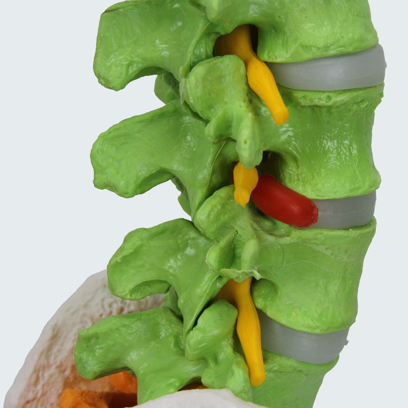 Load image into Gallery viewer, Flexible Spine with Femur Heads Model