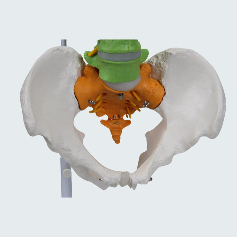 Load image into Gallery viewer, Flexible Spine with Femur Heads Model