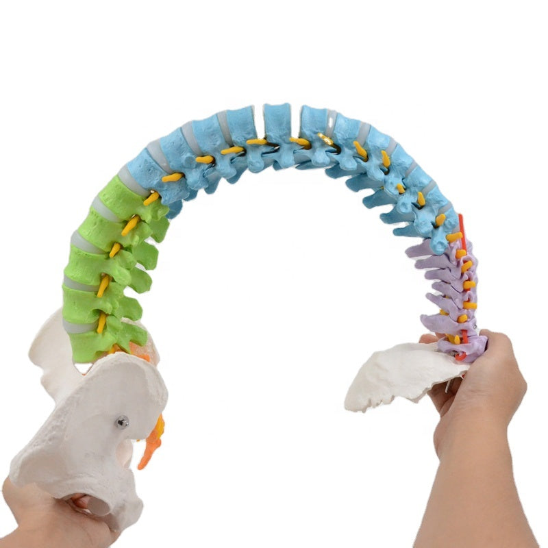 Load image into Gallery viewer, Flexible Spine with Femur Heads Model