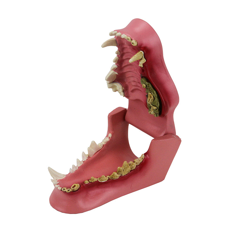 Load image into Gallery viewer, Canine Jaw with Pathologies Model