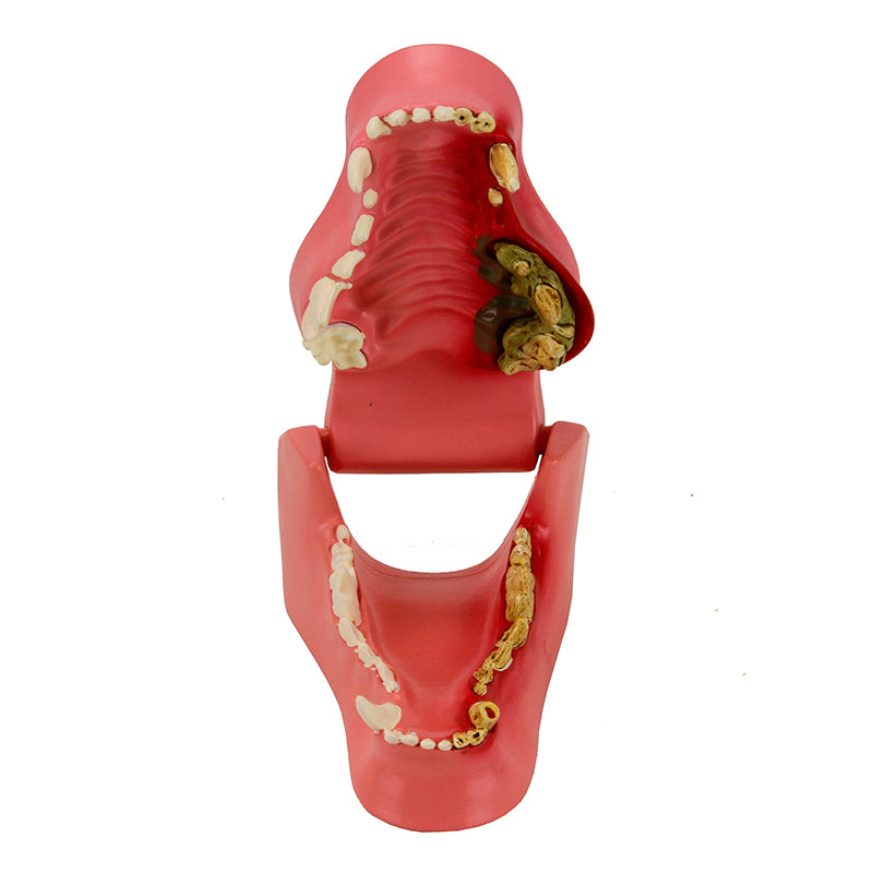 Load image into Gallery viewer, Canine Jaw with Pathologies Model