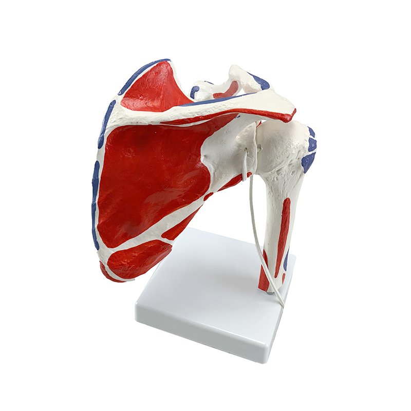 Tải hình ảnh vào trình xem Thư viện, Shoulder with Muscle Insertion Model