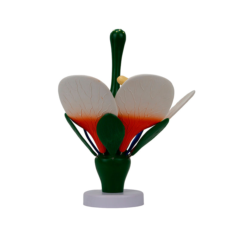 Load image into Gallery viewer, Dicotyledonous Flower, Enlarged