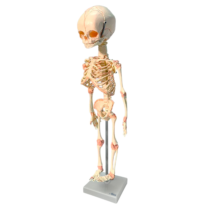 Load image into Gallery viewer, Fetal Skeleton