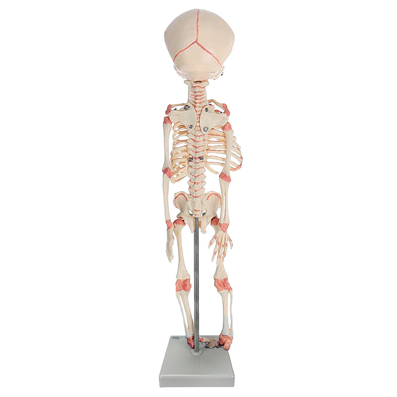 Load image into Gallery viewer, Fetal Skeleton