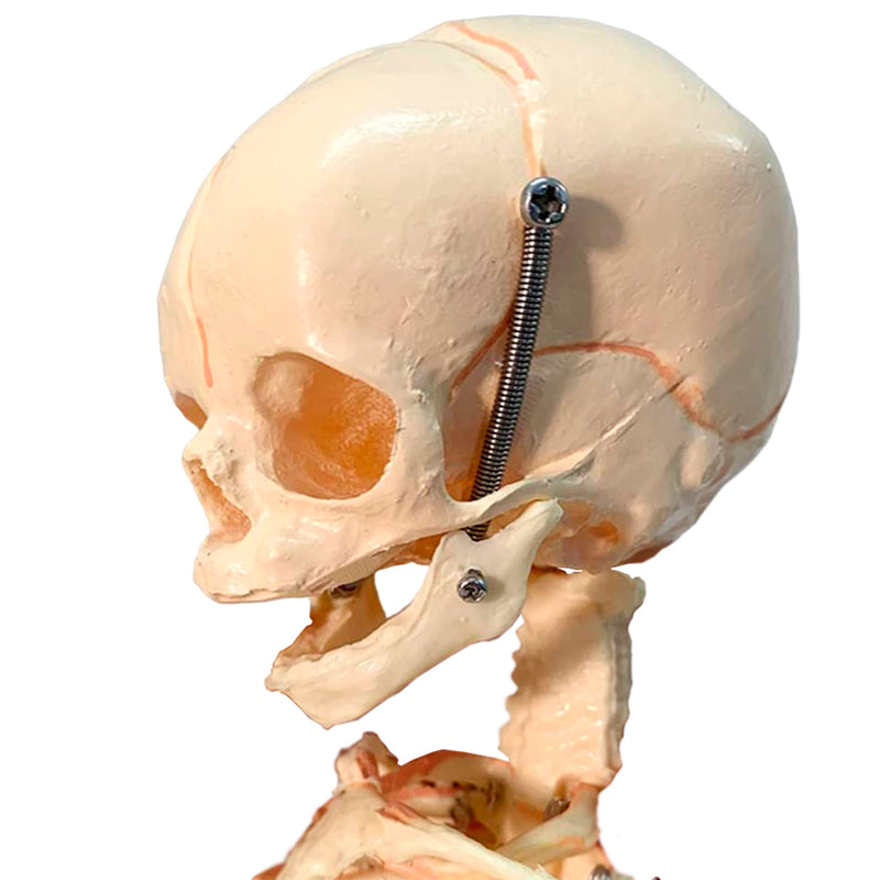 Load image into Gallery viewer, Fetal Skeleton