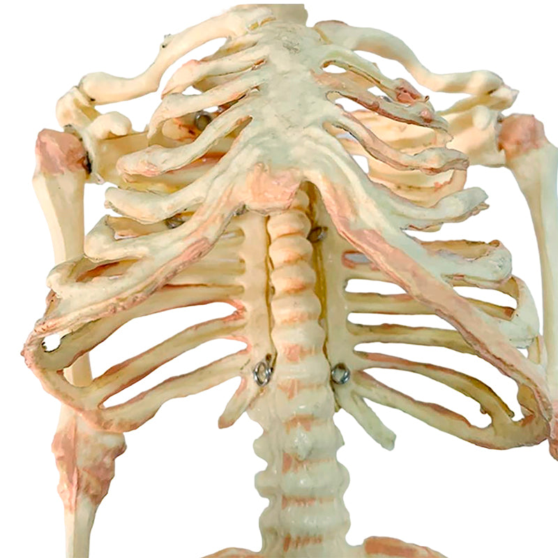 Load image into Gallery viewer, Fetal Skeleton