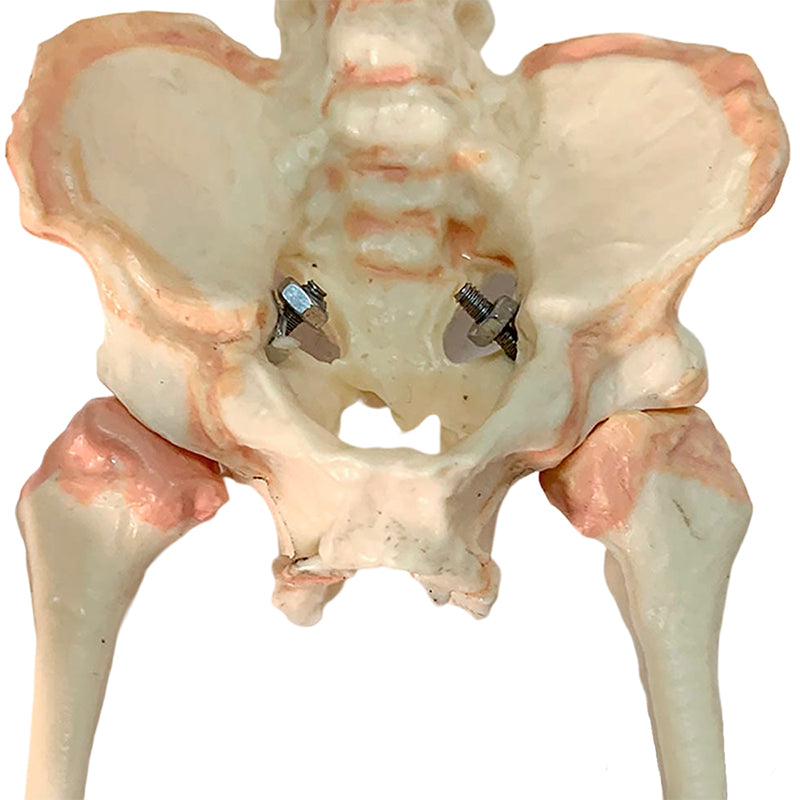 Load image into Gallery viewer, Fetal Skeleton