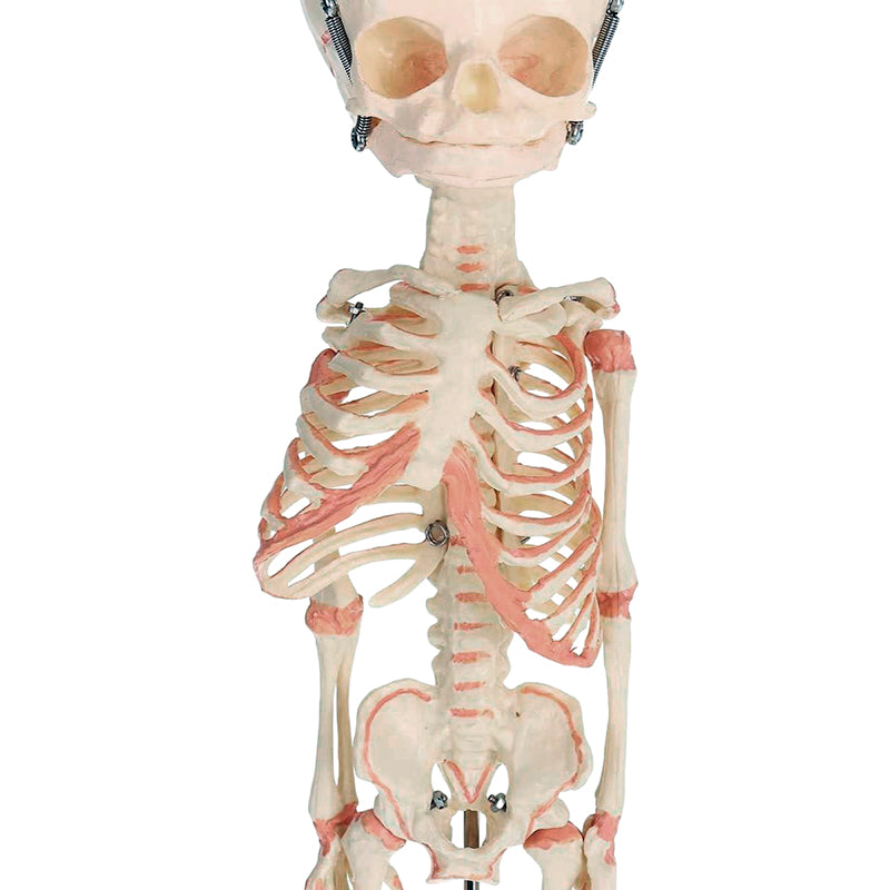 Load image into Gallery viewer, Fetal Skeleton