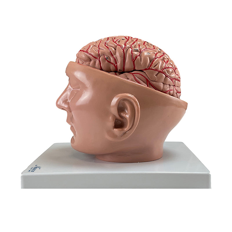 Load image into Gallery viewer, Brain with Arteries Model, 9 Parts