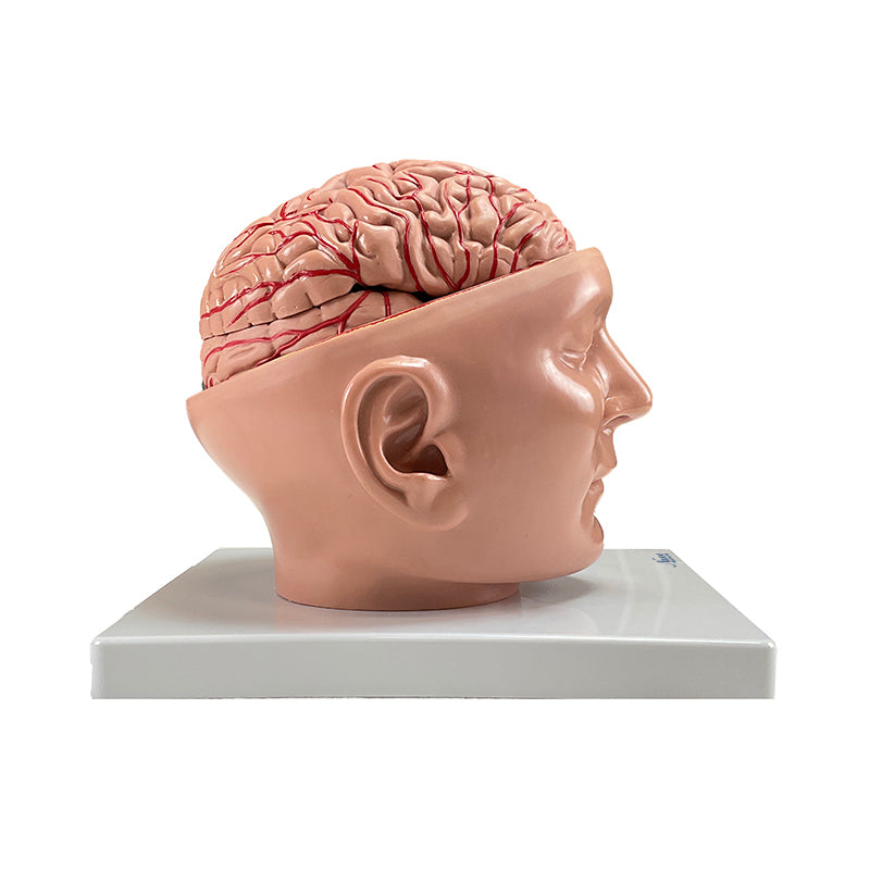 Load image into Gallery viewer, Brain with Arteries Model, 9 Parts