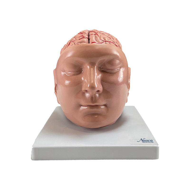 Load image into Gallery viewer, Brain with Arteries Model, 9 Parts