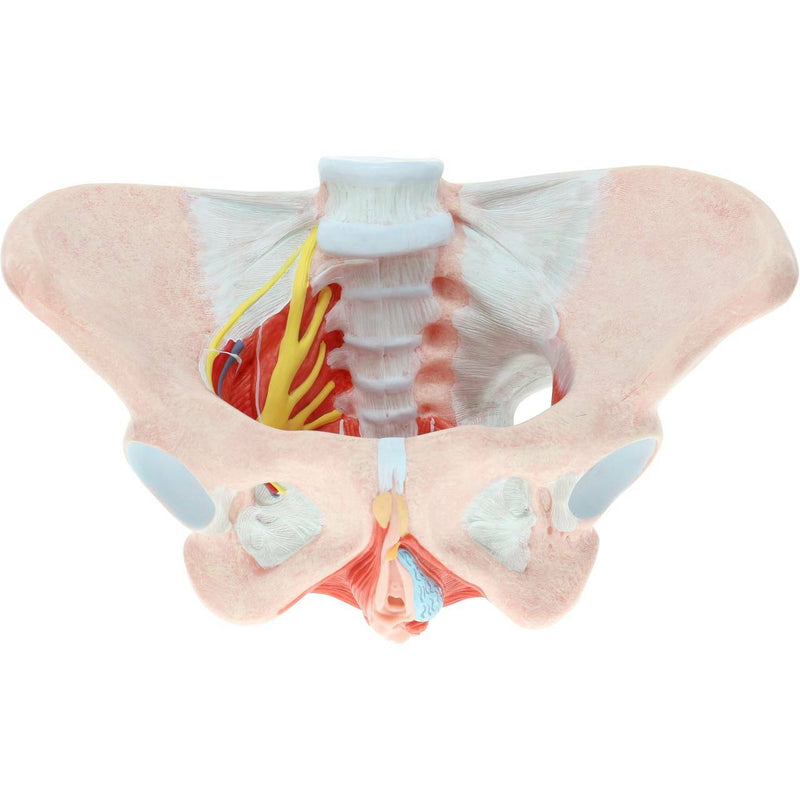 Load image into Gallery viewer, Female Pelvis with Legaments, Vessels, Nerves, & Pelvice Floor Model