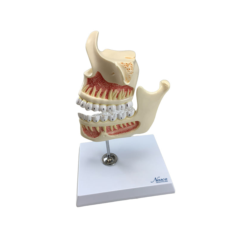 Load image into Gallery viewer, Development of Dentition Models Set, 4 Stages