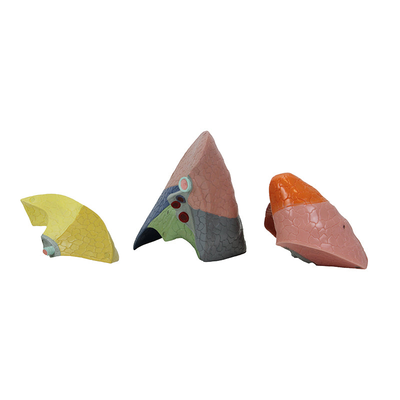 Load image into Gallery viewer, Thoracic Cavity Model, 16 Parts