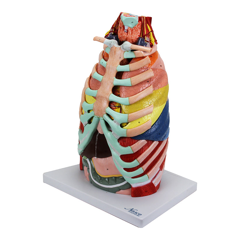Load image into Gallery viewer, Thoracic Cavity Model, 16 Parts