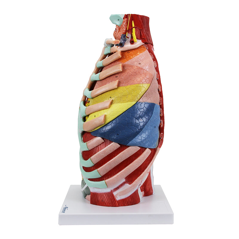 Load image into Gallery viewer, Thoracic Cavity Model, 16 Parts