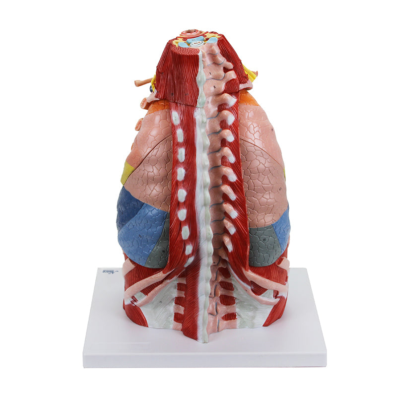 Load image into Gallery viewer, Thoracic Cavity Model, 16 Parts