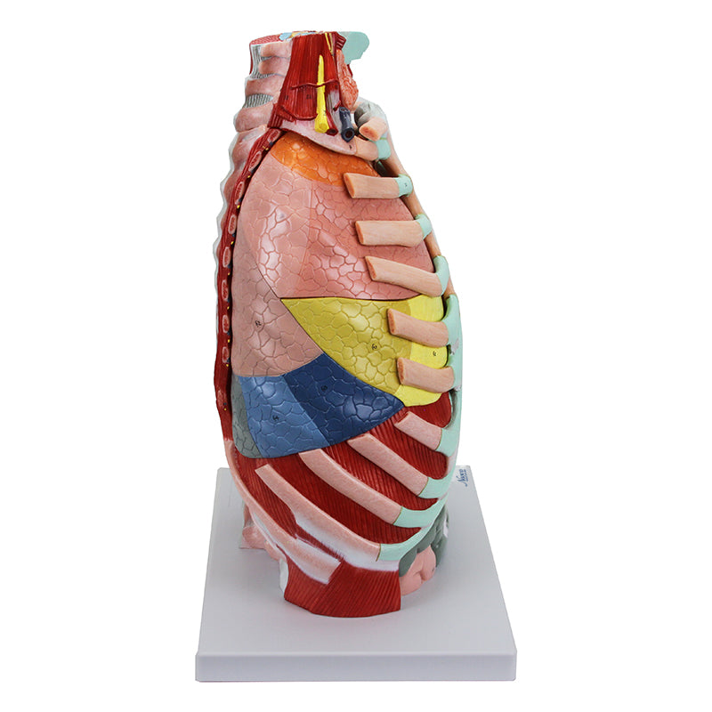 Load image into Gallery viewer, Thoracic Cavity Model, 16 Parts