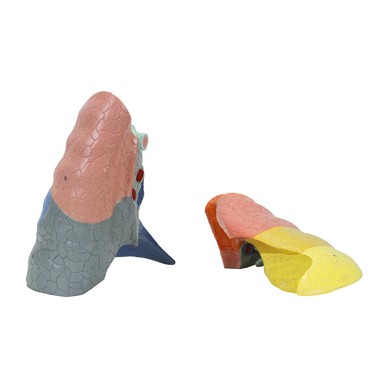 Load image into Gallery viewer, Thoracic Cavity Model, 16 Parts