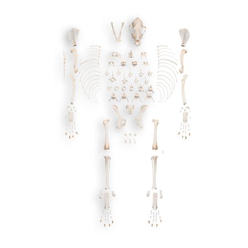 Load image into Gallery viewer, Disarticulated Canine Skeleton, Unmounted