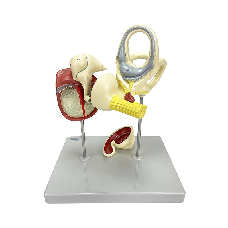 Tải hình ảnh vào trình xem Thư viện, Auditory Bones, Tympanic Membrane, & Coclea Model, 3 Parts