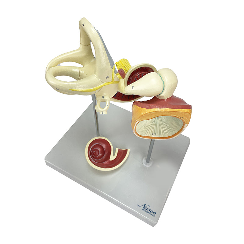Tải hình ảnh vào trình xem Thư viện, Auditory Bones, Tympanic Membrane, & Coclea Model, 3 Parts