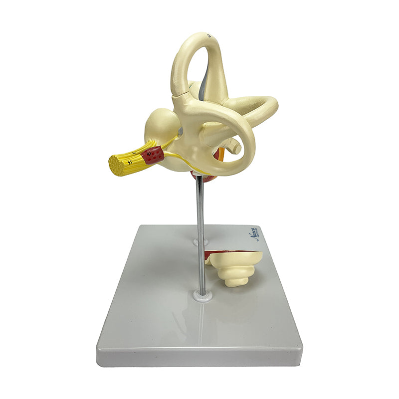 Tải hình ảnh vào trình xem Thư viện, Auditory Bones, Tympanic Membrane, & Coclea Model, 3 Parts