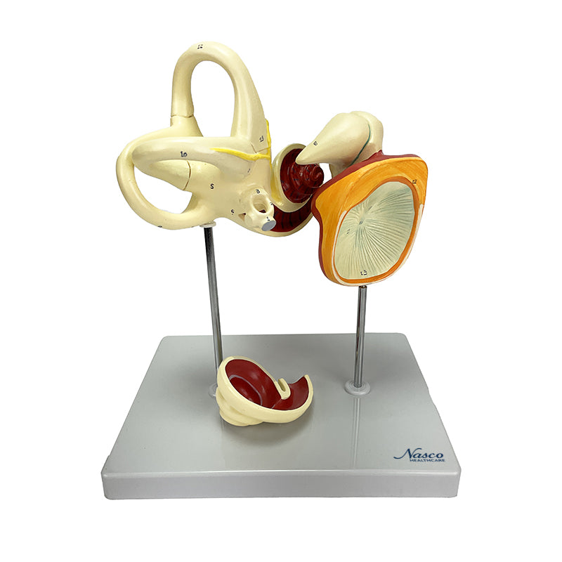 Tải hình ảnh vào trình xem Thư viện, Auditory Bones, Tympanic Membrane, & Coclea Model, 3 Parts