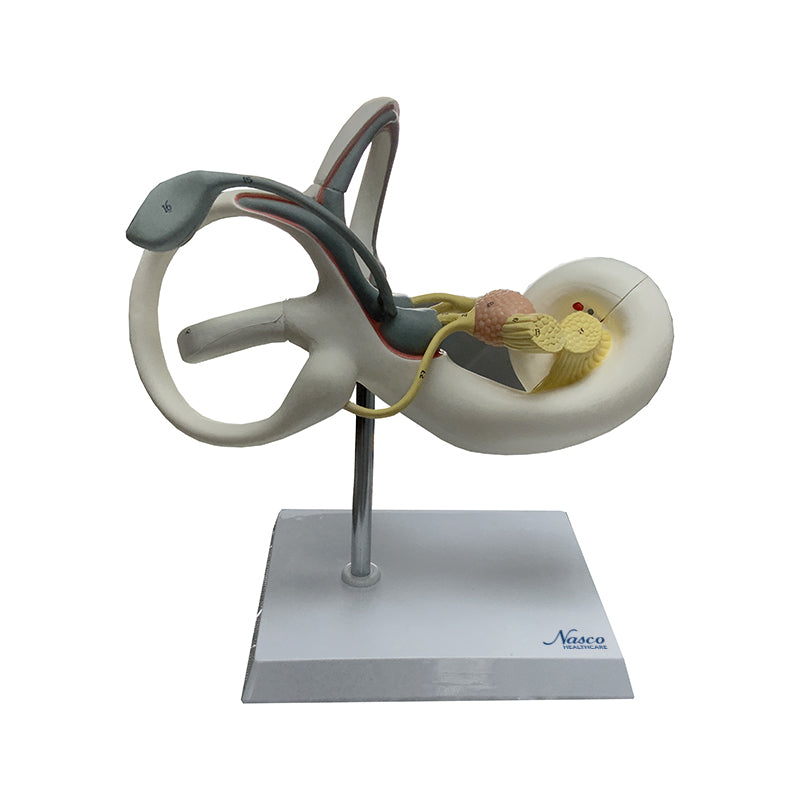 Load image into Gallery viewer, Coclea Model, 2 Parts