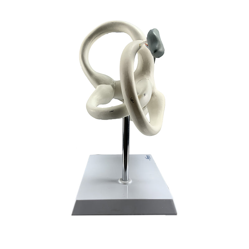 Load image into Gallery viewer, Coclea Model, 2 Parts