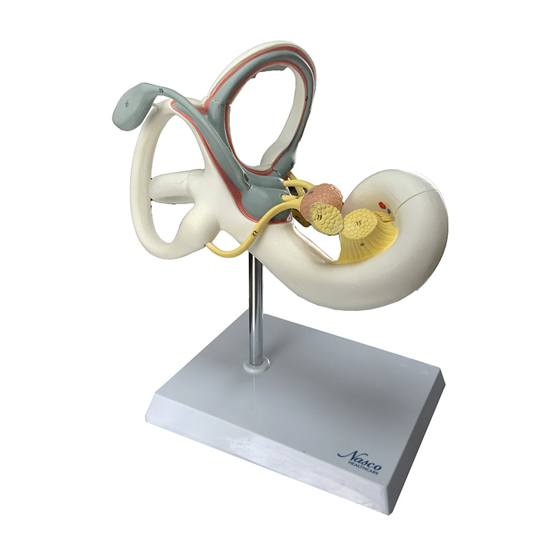 Load image into Gallery viewer, Coclea Model, 2 Parts