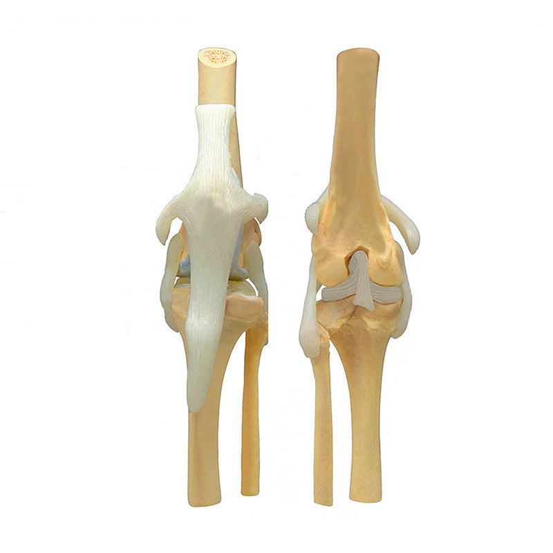 Load image into Gallery viewer, Canine Osteoarthritis Knee Models
