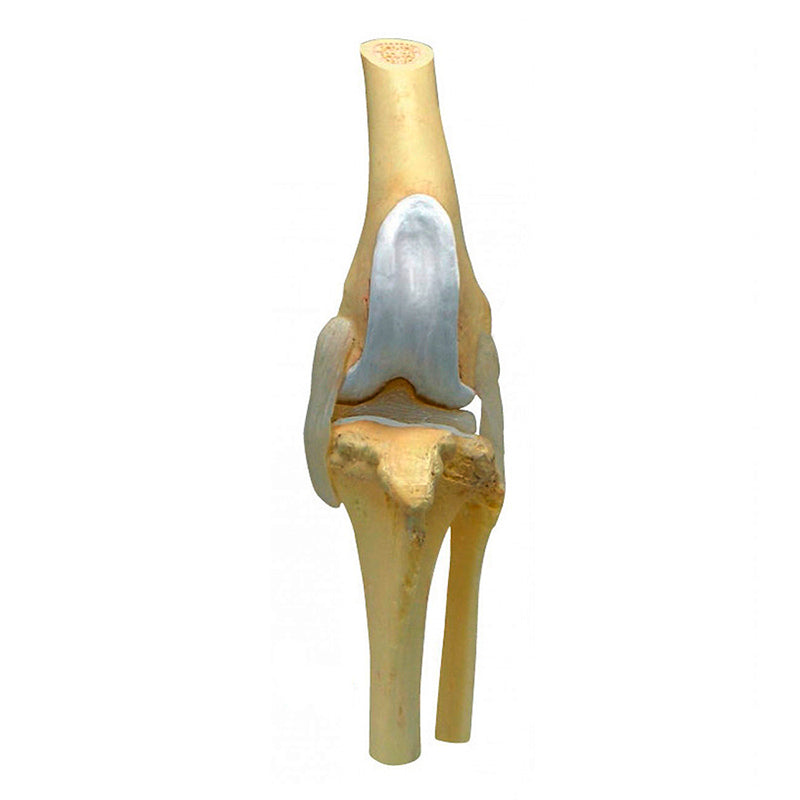 Load image into Gallery viewer, Canine Osteoarthritis Knee Models