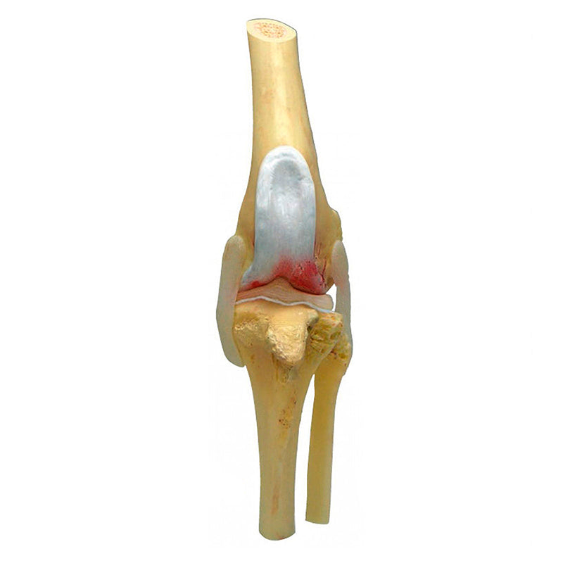 Load image into Gallery viewer, Canine Osteoarthritis Knee Models