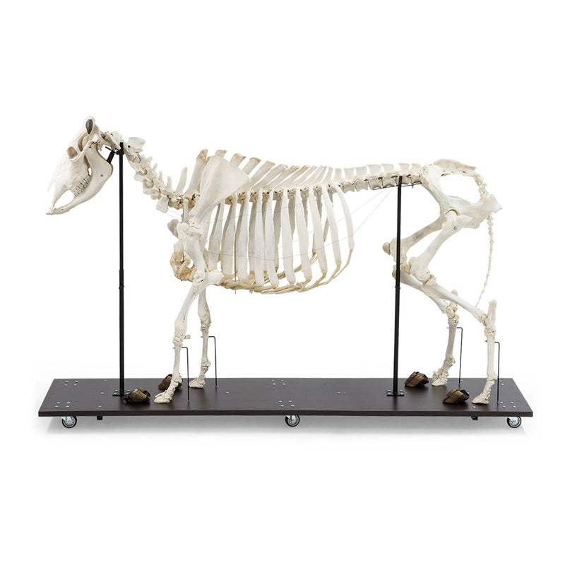 Load image into Gallery viewer, Bovine Skeleton Model