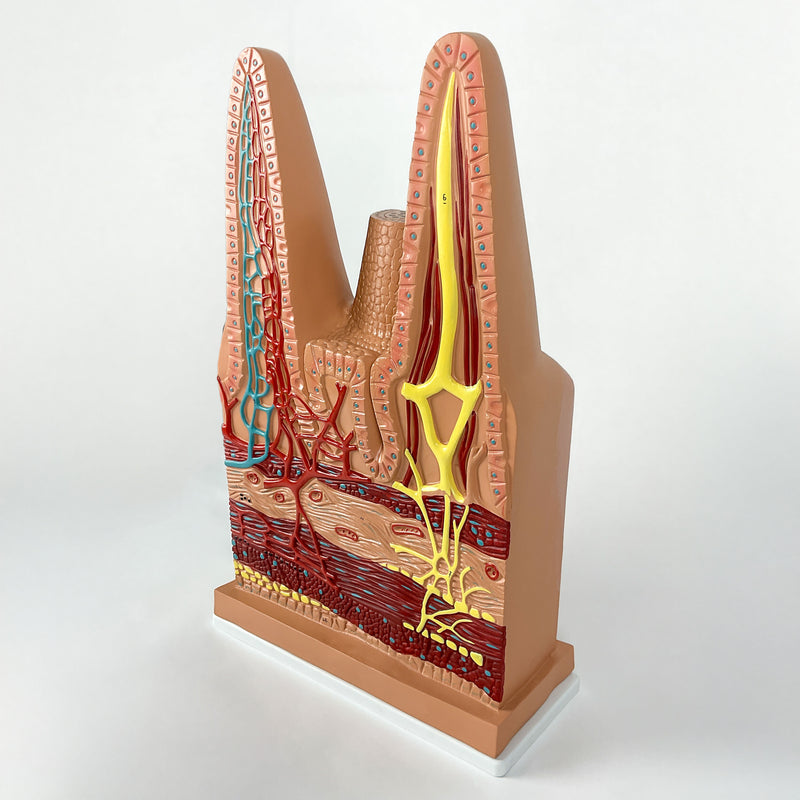 Load image into Gallery viewer, Intestinal Villi Model, 100X Enlarged