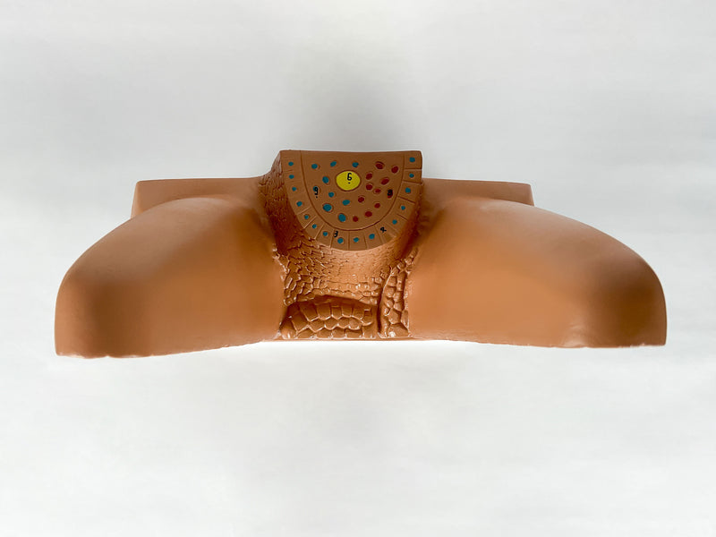 Load image into Gallery viewer, Intestinal Villi Model, 100X Enlarged