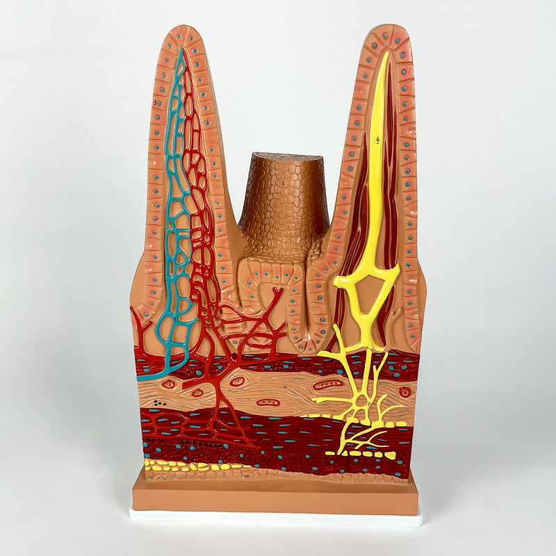 Load image into Gallery viewer, Intestinal Villi Model, 100X Enlarged
