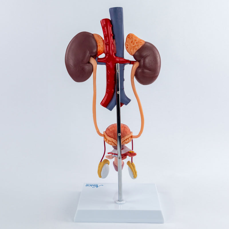 Load image into Gallery viewer, Male Urinary System Model