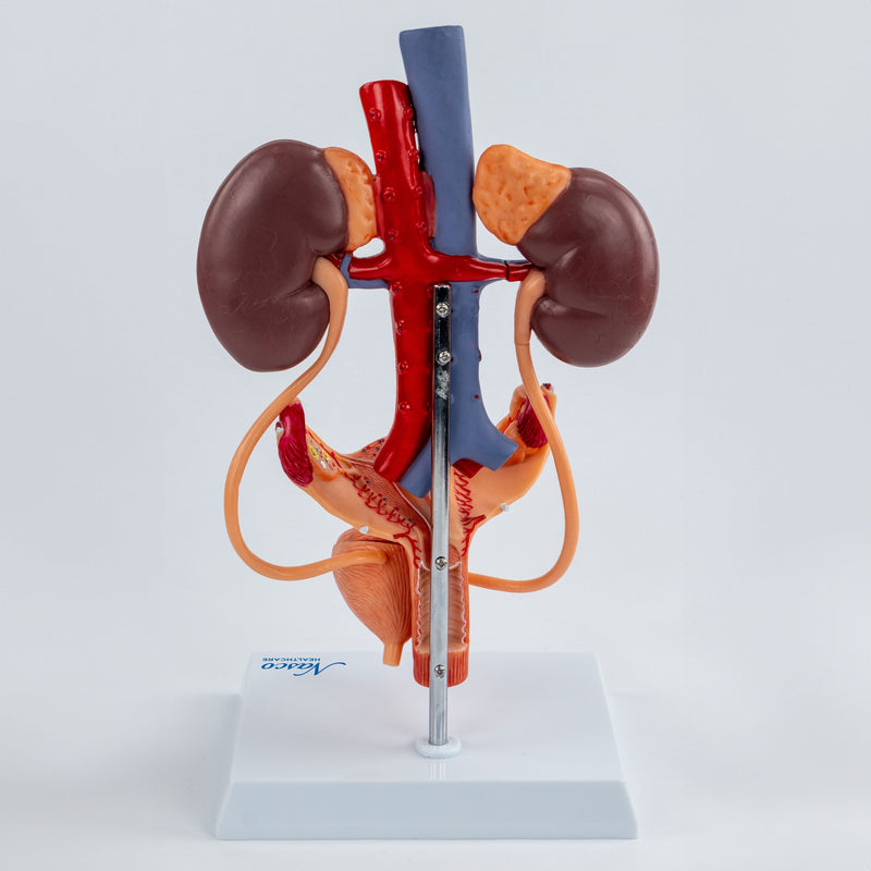 Load image into Gallery viewer, Female Urinary System Model