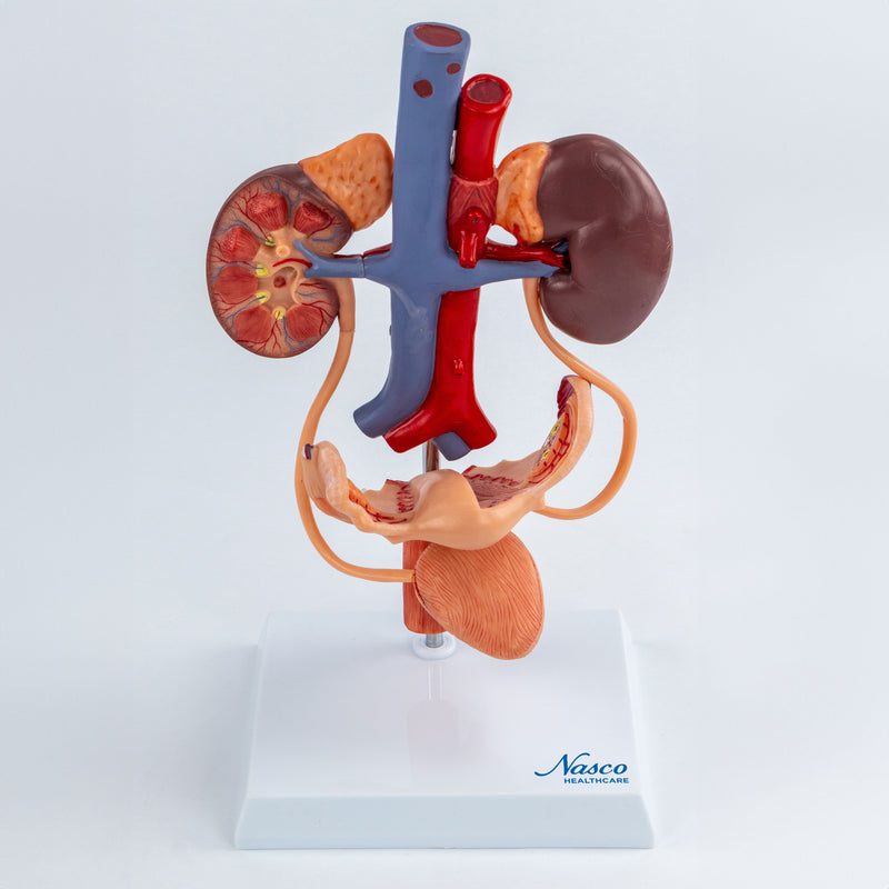Load image into Gallery viewer, Female Urinary System Model