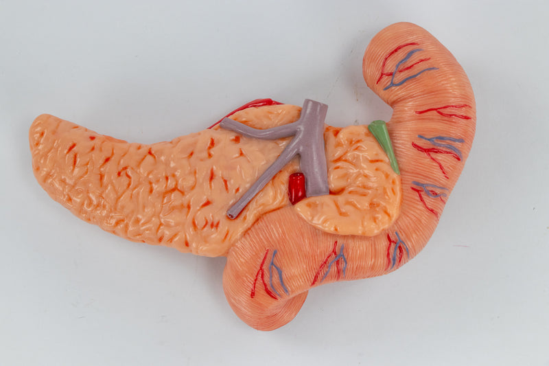 Load image into Gallery viewer, Stomach with Pancreas & Duodenum Model, 3 Parts