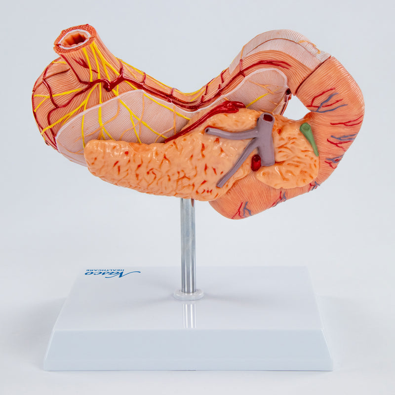 Load image into Gallery viewer, Stomach with Pancreas & Duodenum Model, 3 Parts
