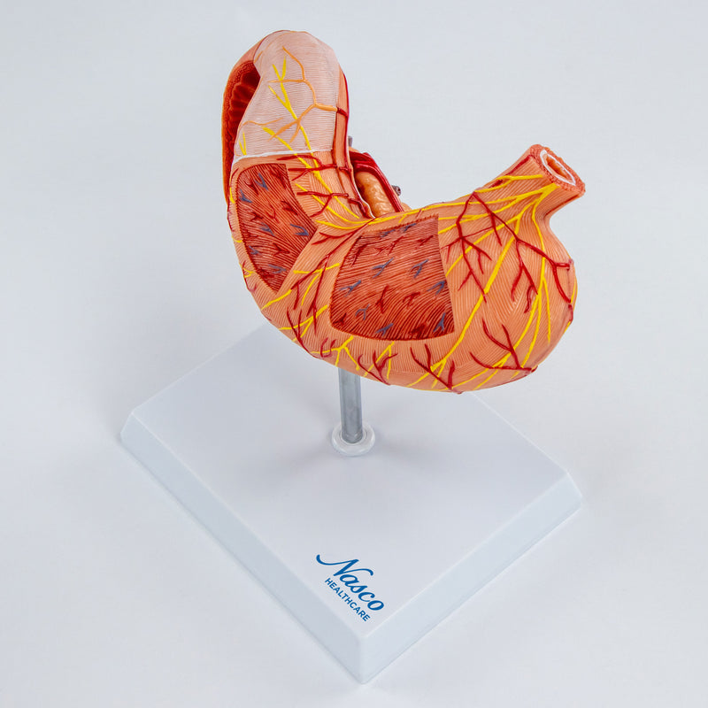 Load image into Gallery viewer, Stomach with Pancreas & Duodenum Model, 3 Parts