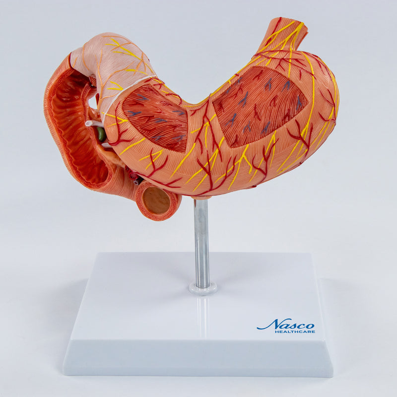 Load image into Gallery viewer, Stomach with Pancreas & Duodenum Model, 3 Parts