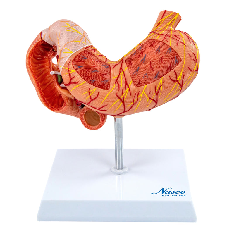 Load image into Gallery viewer, Stomach with Pancreas & Duodenum Model, 3 Parts